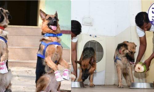 ಶ್ವಾನಗಳಿಗೂ ಶೂ ಭಾಗ್ಯ