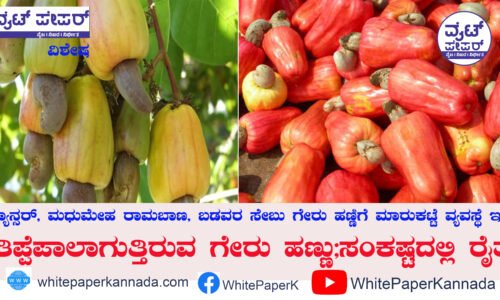 ತಿಪ್ಪೆಪಾಲಾಗುತ್ತಿರುವ ಗೇರು ಹಣ್ಣು;ಸಂಕಷ್ಟದಲ್ಲಿ ರೈತ