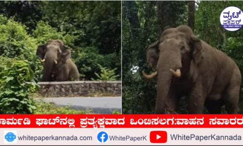 ಚಾರ್ಮಡಿ ಘಾಟ್‌ನಲ್ಲಿ ಪ್ರತ್ಯಕ್ಷವಾದ ಒಂಟಿಸಲಗ: ವಾಹನ ಸವಾರರು ಕಂಗಾಲು