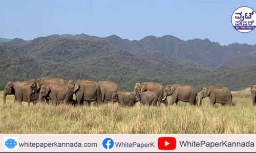 ಮೇ 23ರಿಂದ 25ರವರೆಗೆ 4 ಅಂತಾರಾಜ್ಯಗಳ ಗಡಿ ಭಾಗಗಳಲ್ಲಿ ಆನೆ ಗಣತಿ