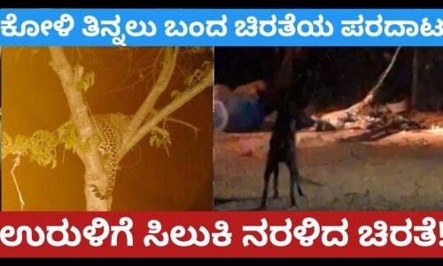 ಕೋಳಿ ತಿನ್ನುವ ಭರದಲ್ಲಿ ಉರುಳಿಗೆ ಸಿಲುಕಿದ್ದ ಚಿರತೆ ಪರಾರಿ!