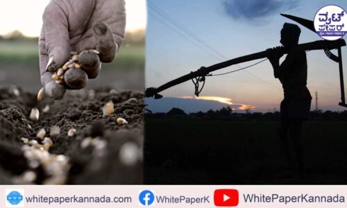 ಬರಗಾಲದಿಂದ ಬೀಜೋತ್ಪಾದನೆ ಕುಂಠಿತ: ಬಿತ್ತನೆ ಬೀಜ ದರ ಹೆಚ್ಚಳಕ್ಕೆ ಕಾರಣ