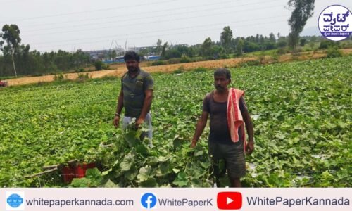 ಭಾರೀ ಮಳೆಗಾಳಿಗೆ ಚಪ್ಪರ ಕುಸಿದು ತರಕಾರಿ ಬೆಳೆಗಳಿಗೆ ಹಾನಿ, ಅಪಾರ ನಷ್ಟ: ರೈತ ಕಂಗಾಲು