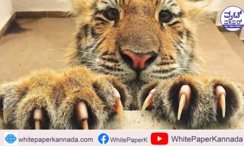 ಹುಲಿ ಉಗುರು ಪ್ರಕರಣ ಹಿನ್ನೆಲೆ: ಭಾರಿ ವನ್ಯಸಂಪತ್ತು ಅರಣ್ಯ ಇಲಾಖೆ ವಶಕ್ಕೆ