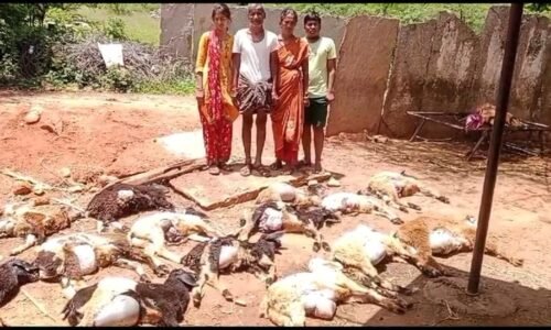 ವಿಷಾಹಾರ ಸೇವಿಸಿ 20 ಕುರಿಗಳು ಸಾವು