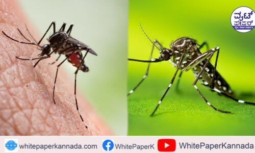 ಸೊಳ್ಳೆ ಕಡಿತದಿಂದ ತುರಿಕೆ ಉಂಟಾಗುತ್ತಿದೆಯ? ಇಲ್ಲಿದೆ ಪರಿಹಾರ