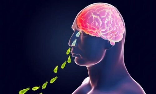 Brain Eating Amoeba :ಮೆದುಳು ತಿನ್ನುವ ಅಮೀಬಾ ಪತ್ತೆ. ಯಾಮರಿದ್ರೆ ಸಾವು ಫಿಕ್ಸ್!