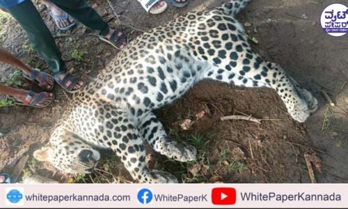 ವಿದ್ಯುತ್ ಸ್ಪರ್ಶ: ಚಿರತೆ ಮೃತ