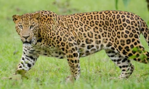 ಮಾಗಡಿ ಪಟ್ಟಣದಲ್ಲಿ ಕಾಣಿಸಿಕೊಂಡ ಮೂರು ಚಿರತೆಗಳು : ರಾತ್ರಿ ಮನೆಯಿಂದ ಹೊರಬರದಂತೆ ಜನರಿಗೆ ಸೂಚನೆ