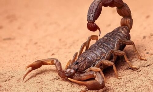 ನಮಗೆಲ್ಲ ತಾಯಿಯೇ ದೇವ್ರು! ಆದ್ರೆ  ತಾಯಿಯನ್ನೇ ತಿಂದು ಮುಗಿಸುವ ಜೀವಿ ಯಾವುದು ಗೊತ್ತಾ?