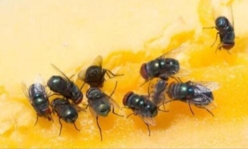 ನೊಣಗಳ ಕಾಟದಿಂದ ತಪ್ಪಿಸಿಕೊಳ್ಳಬೇಕೆ? ಈ ಪದ್ಧತಿಯನ್ನು ಅನುಸರಿಸಿ ಸಾಕು!