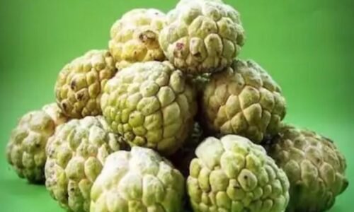 ಸೀತಾಫಲ ಹಣ್ಣನ್ನು ಸೇವಿಸುವಾಗ ಎಚ್ಚರ! ಅತಿಯಾಗಿ ತಿಂದ್ರೆ ಆರೋಗ್ಯ ಸಮಸ್ಯೆ ಗ್ಯಾರಂಟಿ!