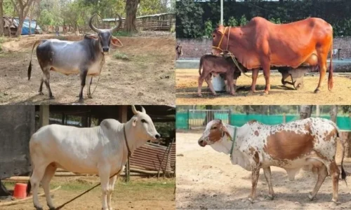 ದೇಸಿ ಹಸುಗಳನ್ನು ರಾಜ್ಯಮಾತೆ- ಗೋಮಾತೆಯೆಂದು ಘೋಷಿಸಿದ ಮಹಾರಾಷ್ಟ್ರ ಸರಕಾರ