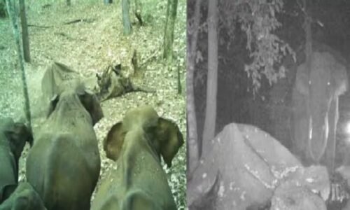 ಮನಕಲಕಿತು ಘಟನೆ : ಮೃತ ಆನೆಯ ಕಳೇಬರ ನೋಡಲು ಬಂದ ಆನೆಗಳಾದರೂ ಎಷ್ಟು ಗೊತ್ತೇ ?