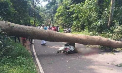 ದೀಪಾವಳಿ ದಿನವೇ ಘೋರ ದುರಂತ : ಬೃಹತ್ ದೂಪದ ಮರ ಬಿದ್ದು ಸವಾರ ಸ್ಥಳದಲ್ಲೇ ಸಾವು