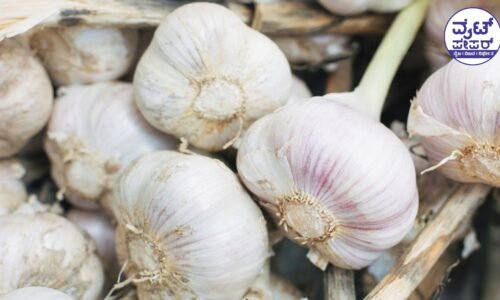 ಗಗನಕ್ಕೇರಿದ ಬಿಳಿ ಬಣ್ಣದ ಚಿನ್ನ : 600 ರು.ಮುಟ್ಟಿದ ಬೆಳ್ಳುಳ್ಳಿ ಬೆಲೆ