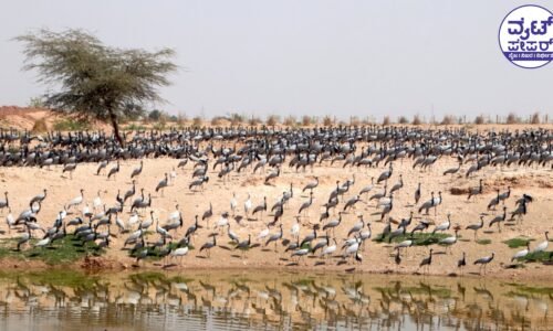 ಸಂತಾನೋತ್ಪತ್ತಿಗಾಗಿ 3676 ಕಿ.ಮೀ. ಹಾರಾಟ ನಡೆಸಿ ರಾಜಸ್ಥಾನ ತಲುಪಿದ ಸೈಬೀರಿಯನ್ ಕೊಕ್ಕರೆ !