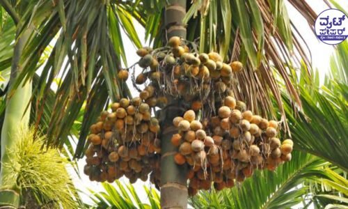 500 ಅಡಕೆ ಮರಗಳ ಮಾರಣಹೋಮ: ಕಿಡಿಗೇಡಿಗಳ ಪಾಪಿ ಕೃತ್ಯ