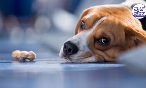 ಮೂಕಪ್ರಾಣಿಗಳಿಗೆ ವಿಷವಿಟ್ಟ ಕಿರಾತಕ: 9 ನಾಯಿಗಳು ಮೃತ