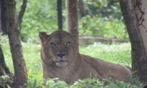 ಬೆಳಗಾವಿ ಮೃಗಾಲಯದಲ್ಲಿದ್ದ ಸಿಂಹಿಣಿ ಮೃತ್ಯು