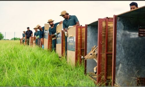 ವನತಾರಾದಿಂದ ಬನ್ನಿ ಹುಲ್ಲುಗಾವಲಿಗೆ 20 ಚುಕ್ಕೆ ಜಿಂಕೆಗಳು