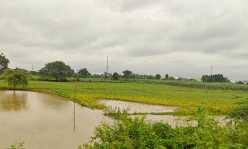 ವಾಣಿಜ್ಯ ಬೆಳೆಗಳಿಗೆ ಭಾರಿ ಹೊಡೆತ | ನೀರಿನಲ್ಲಿ ಕೊಚ್ಚಿ ಹೋಗಿದ್ವು ಉದ್ದು, ಹೆಸರು | ತೊಗರಿಗೂ ಎದುರಾದ ಕಂಟಕ