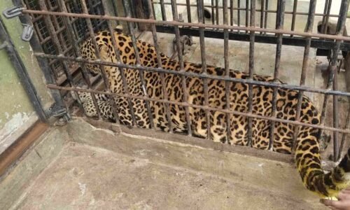 ಬನ್ನೇರುಘಟ್ಟ ಜೈವಿಕ ಉದ್ಯಾನದಲ್ಲಿ ಚಿರತೆ ಸಾವು