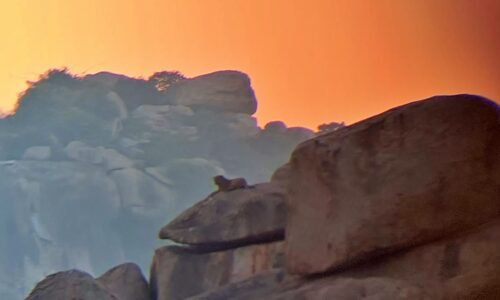 ಅಂಜನಾದ್ರಿ ಪಕ್ಕದ ಬೆಟ್ಟದ ಮೇಲೆ ಚಿರತೆ ಪ್ರತ್ಯಕ್ಷ: ಸುತ್ತಮುತ್ತಲಿನ ಗ್ರಾಮಸ್ಥರ ಆತಂಕ