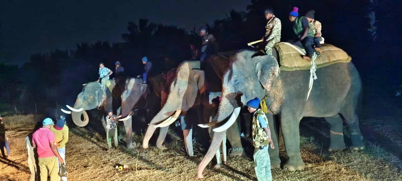 ಚಾಮರಾಜನಗರ ಹುಲಿ ಹಾವಳಿ: ಮತ್ತೊಂದು ಹುಲಿ ಸೆರೆಹಿಡಿದ ಅರಣ್ಯ ಇಲಾಖೆ