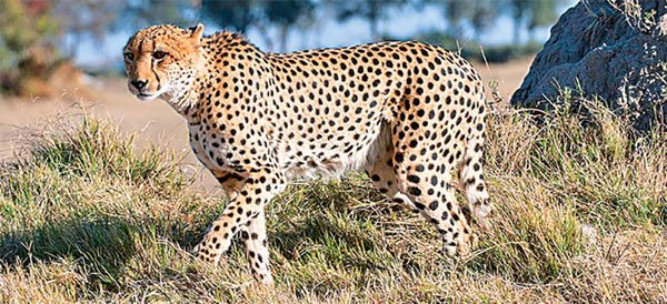 ಅಕ್ರಮವಾಗಿ ಬಂಡೆ ಬ್ಲಾಸ್ಟ್ : ನಾಲ್ಕು ಚಿರತೆಗಳ ಸಾವು