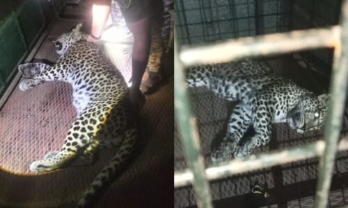 ಮಲೆಮಹದೇಶ್ವರ ಬೆಟ್ಟ: ಪಾದಯಾತ್ರಿಕನ ಕೊಂದ ಚಿರತೆಯ ಸೆರೆ