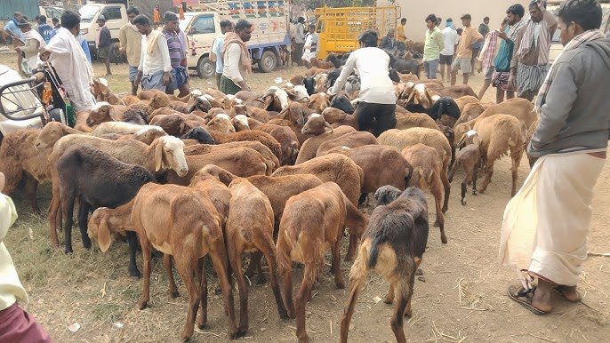 ಗ್ರಾಮೀಣ ಯುವಕರಿಗೆ ಲಾಭದಾಯಕ ಅವಕಾಶ: ಕುರಿ ಸಾಕಾಣಿಕೆಗೆ ₹43,750 ಸರ್ಕಾರಿ ನೆರವು – ಅರ್ಜಿ ಪ್ರಕ್ರಿಯೆ ಸಂಪೂರ್ಣ ವಿವರ ಇಲ್ಲಿದೆ