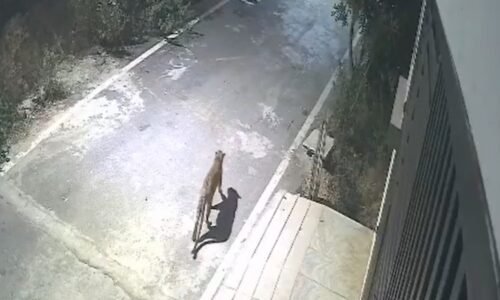 ರಾಜಧಾನಿಯಲ್ಲಿ ಚಿರತೆ ಭೀತಿ: ಅಂಜನಾಪುರದಲ್ಲಿ ಚಿರತೆ ಪ್ರತ್ಯಕ್ಷ