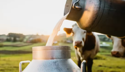 ತಾಪಮಾನ ಏರಿಕೆಯ ನಡುವೆಯೂ ಕರ್ನಾಟಕ ಹಾಲು ಒಕ್ಕೂಟದಿಂದ ಹಾಲು ಸಂಗ್ರಹಣೆಯಲ್ಲಿ ತೀವ್ರ ಏರಿಕೆ