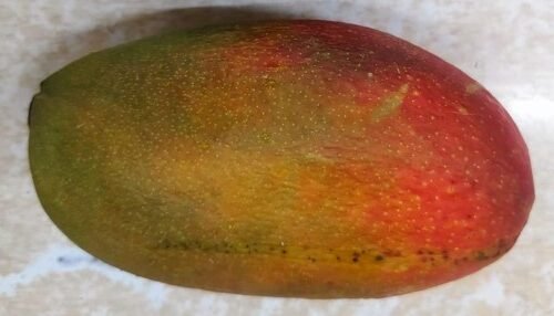 ಬಸವನಾಡಿನಲ್ಲಿ ಜಪಾನಿನ ಸವಿ:1 ಲಕ್ಷ ಬೆಲೆಯ ಮಿಯಾಝಕಿ ಮಾವು ಬೆಳೆದು ಸೈ ಎನಿಸಿಕೊಂಡ ರೈತ ಮಹಿಳೆ