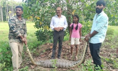 ಕುಂದಾಪುರ : ಜಿಂಕೆಯನ್ನೇ ನುಂಗಿದ ಹೆಬ್ಬಾವು !