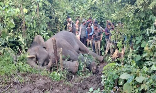 ಹಾಸನ: ಎರಡು ಬಾರಿ ಡಾಟ್‌ಗೆ ಸಿಗದೇ ತಪ್ಪಿಸಿಕೊಂಡಿದ್ದ ನರಹಂತಕ ಕಾಡಾನೆ ಕೊನೆಗೂ ಸೆರೆ