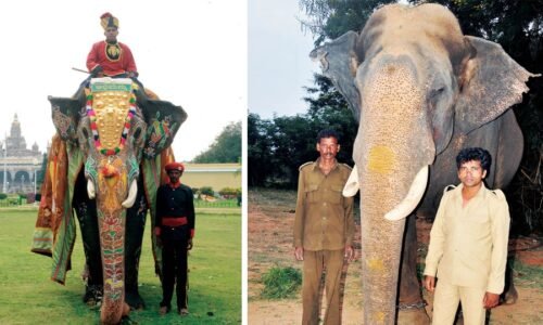 ಮೈಸೂರು ದಸರಾ 2026: ಅಭಿಮನ್ಯುವಿನ ಅಮೂಲ್ಯ ಸೇವೆಗೆ ಸರ್ಕಾರದ ವಿಶೇಷ ಗೌರವ: ಸಚಿವ ರಾಮಲಿಂಗಾ ರೆಡ್ಡಿ ಸೂಚನೆ